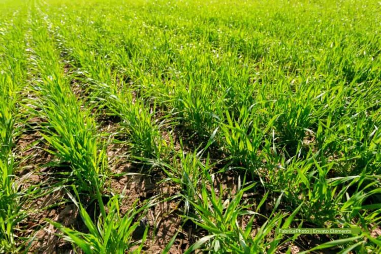 La jurisdicción agraria, un avance histórico para el campo colombiano